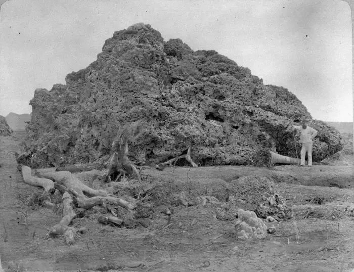 Dampak letusan Krakatau 1883, karang di dasar laut naik ke daratan (Wikipedia)