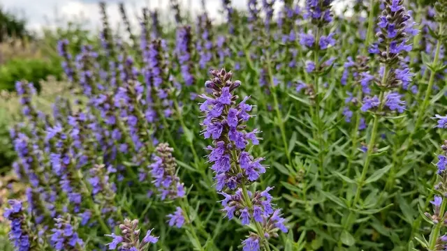 Hyssop (Hyssopus officinalis)