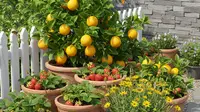 9 Model Kebun Buah Mini 2 Jenis Pohon untuk Lahan Terbatas, Wujudkan Kebun Produktif