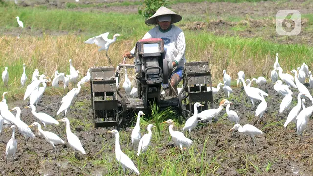 Membajak Sawah Ditemani Ratusan Burung Kuntul