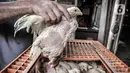 Pekerja memindahkan ayam di agen ayam potong kawasan Cipinang Melayu, Jakarta Timur, Senin (19/12/2022). Saat ini, harga ayam potong dijual Rp 33.000 - Rp 40.000 per kilogram, naik dibandingkan bulan lalu sekitar Rp 25.000 - Rp 30.000 per kilogram. (merdeka.com/Iqbal S. Nugroho)