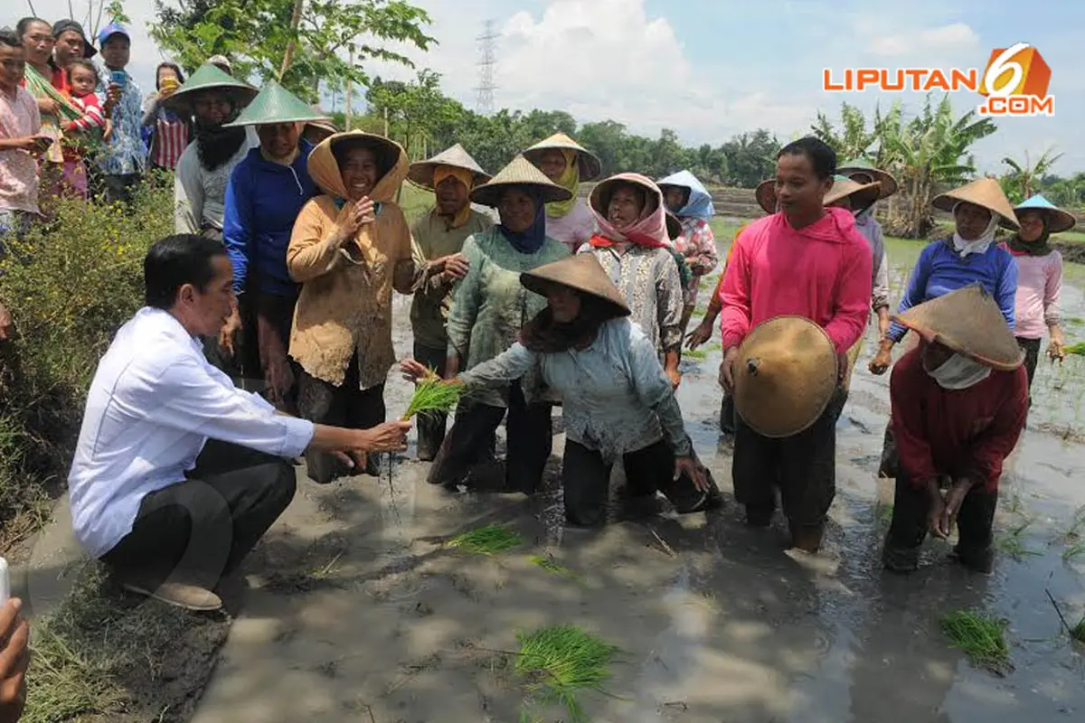[FOTO] Jokowi Bercengkerama dengan Petani di Pematang Sawah