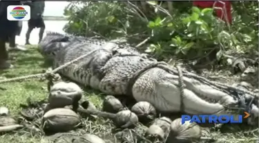 Petani di Polewali Mandar, Sulawesi Barat, tangkap buaya liar yang kerap menjarah isi tambak milik warga.