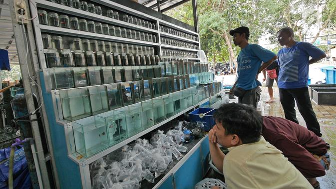 Foto Kembalikan Fungsi Trotoar Pedagang Ikan Hias Direlokasi Ke