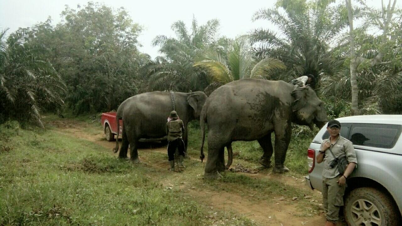 Jangan Gaduh di Dekat Gajah Jantan yang Sedang Berahi