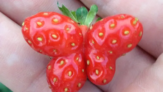 8 Potret Buah Berbentuk Unik Banget, Bikin Takjub