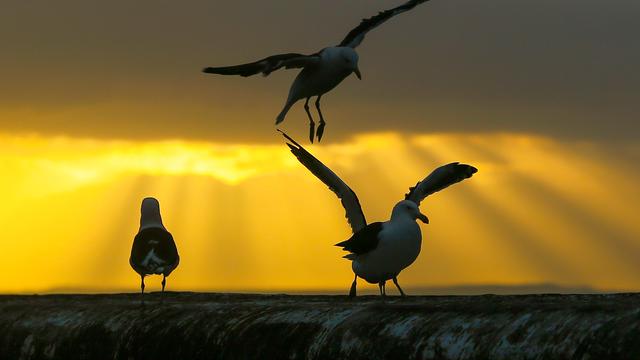 Ilustrasi Burung Camar