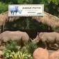 Kini ada 2 ekor badak putih (Ceratotherium simum) asal Afrika menjadi penghuni kebun binatang.