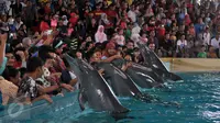 Pengunjung memegang empat ekor lumba-lumba di kawasan wisata Ancol, Jakarta, Senin (8/2). Dalam rangka liburan Imlek, Ancol menampilkan pertunjukan lumba-lumba berkolaborasi dengan barongsai untuk menghibur wisatawan. (Liputan6.com/JohanTallo)