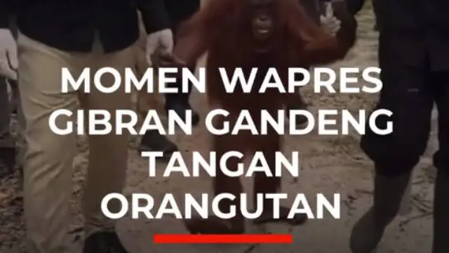 Momen Wapres Gibran Gandeng Tangan Orangutan