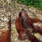 Seekor orangutan dibunuh dan dagingnya dibagikan untuk dikonsumsi atau dimasak di Kapuas, Kalimantan Tengah. (Foto: Istimewa)