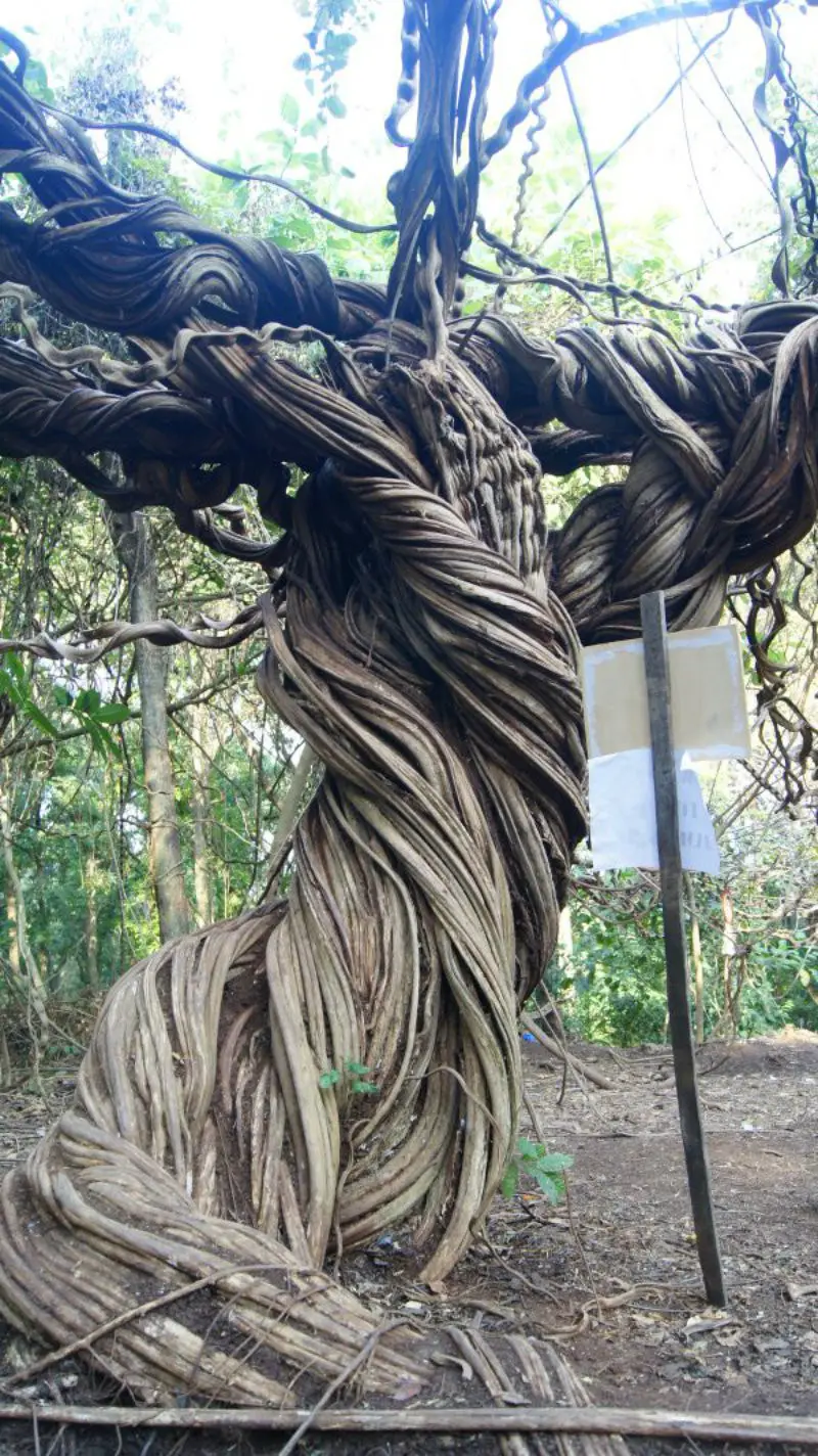 Pohon Trinil Raksasa di Lamongan (Foto: Fathur Roziq)