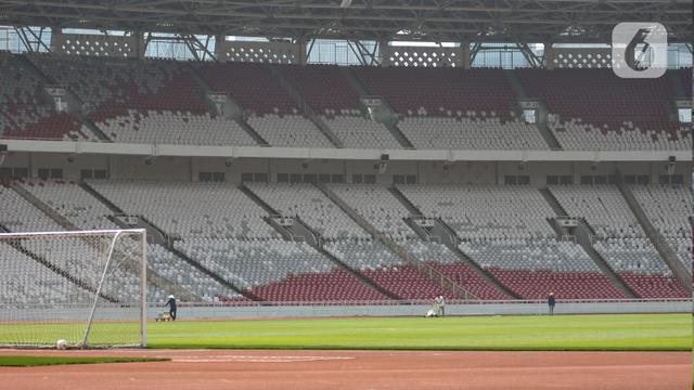 Perawatan Lapangan Stadion GBK Jelang Piala Dunia U20