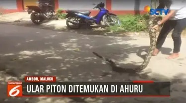 Penampakan seekor ular piton berukuran besar menghebohkan warga Ahuru, Ambon, Maluku, Senin, 27 November 2017.