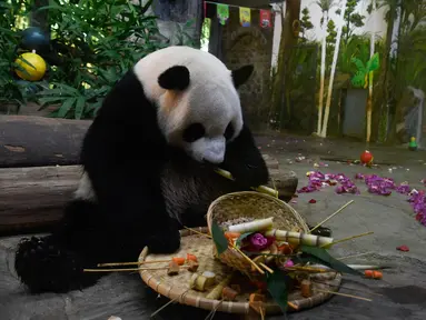 Panda raksasa Shunshun menikmati makanannya di Kebun Raya dan Taman Margasatwa Tropis Hainan, Haikou, ibu kota Provinsi Hainan, China selatan, pada 26 Oktober 2020. (Xinhua/Yang Guanyu)