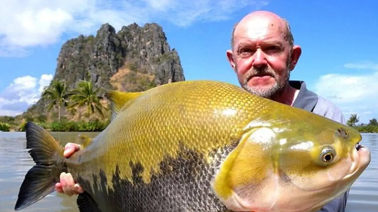 [Bintang] Ikan 'Raksasa' Thailand