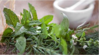 Daun Sirih Sebagai Obat Cacar Air Alami 2 Beauty Fimelacom