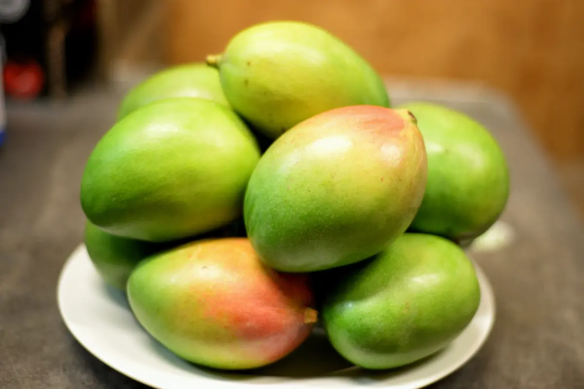 mangga muda