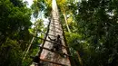 Pemburu madu tradisional Malaysia Zaini Abdul Hamid memperbaiki tangga untuk memanen sarang lebah di atas pohon Tualang raksasa di hutan Ulu Muda di Sik, sebelah timur laut negara bagian Malaysia, Kedah (11/3). (AFP Photo/Manan Vatsyayana)