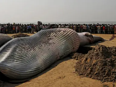 Sejumlah orang tampak memandangi bangkai ikan paus yang terdampar di pantai sepanjang Laut Arab, Mumbai , India, (29/1). Diperkirakan ukuran ikan paus tersebut 9 meter. (REUTERS / Danish Siddiqui)