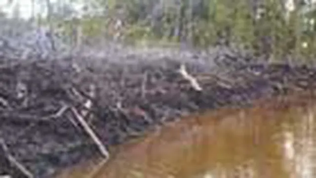 Kerusakan Hutan Mangrove