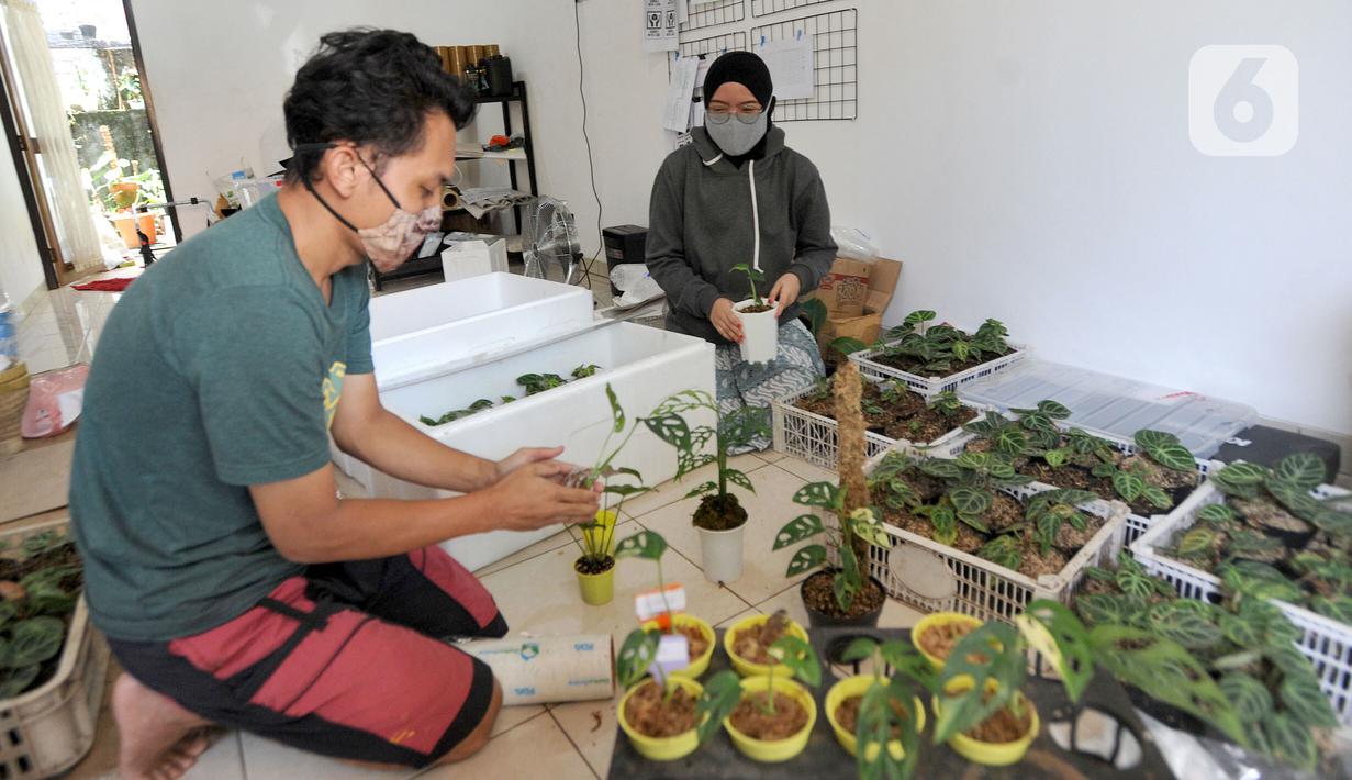 FOTO Permintaan Ekspor Tinggi Harga  Janda  Bolong  Tembus 