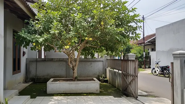 Pohon Buah yang Cocok Ditanam dalam Planter Box Beton Model Jambu Biji