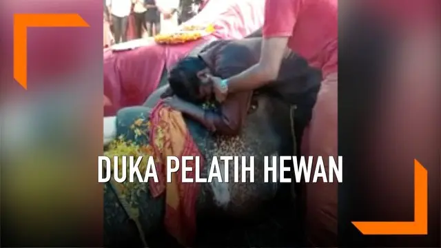 Kepergian seekor gajah bernama Parthan membuat seorang pelatih hewan berduka di India. Pelatih tersebut telah bersama Parthan selama 10 tahun.