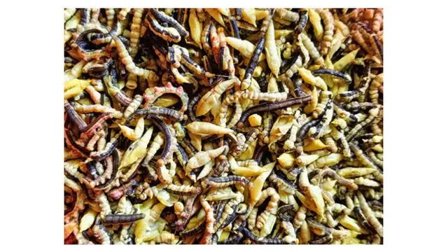 Makanan Unik Khas Vietnam Tumis Ulat Cassia, Lezat tapi Bikin Merinding