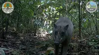 Kamera jebak BKSDA Maluku berhasil menangkap Babirusa yang sempat dianggap mitos (dok.KLHK)