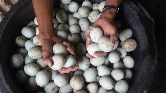 Kandungan Kolestrol pada Telor Bebek