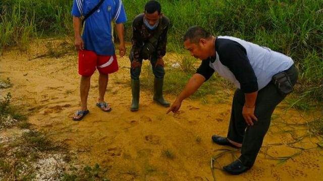 Petugas BBKSDA Riau mengecek jejak harimau sumatra yang baru ditemukan di Desa Kualu Nanas, Kabupaten Kampar.
