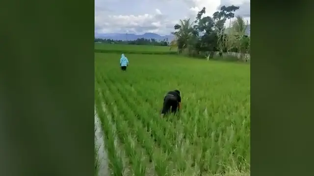 Video Viral dua pemuda di Gorontalo berpura-pura bekerja di sawah lantaran takut ditilang polisi (Arfandi/Liputan6.com)