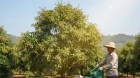 Cara Menyiram Pohon Buah di Cuaca Panas Tanpa Boros Air agar Panen Melimpah