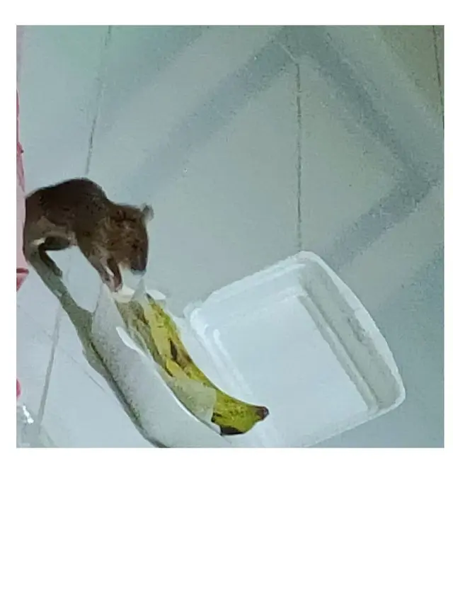 7 Tingkah Laku Tikus saat Tertangkap Kamera Ini Bikin Geleng Kepala