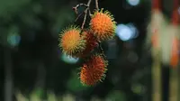Pohon Rambutan Jarang Ditemui? 3 Faktor yang Penting Diketahui