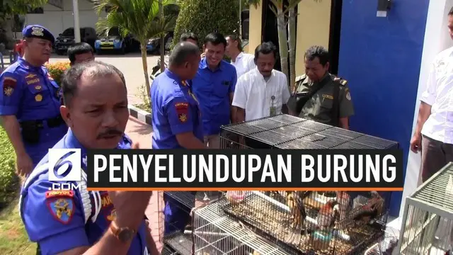 Ditpolair Polda Jatim menangkap 4 ABK KM Senja Persada di Pelabuhan Kalimas, Tanjung Perak, Surabaya. Mereka ditangkap karena menyelundupkan 146 burung langka asal Papua.