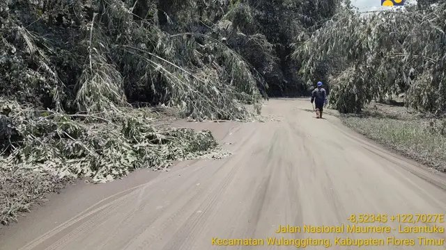 Jalan Terkubur Abu Vulkanik Erupsi Gunung Lewotobi Laki-Laki, Kementerian PU Kerahkan Alat Berat