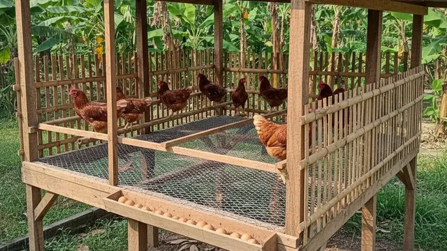 Contoh Kandang Ayam Petelur Skala Kecil Rumahan. AI