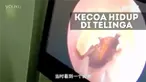 Dokter harus menyemprot bahan kimia untuk mengeluarkan kecoa itu.