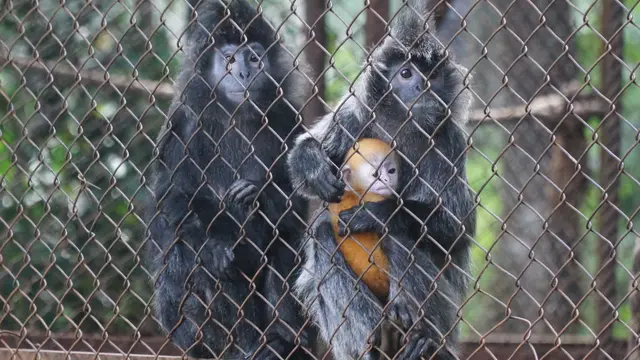 Bayi Lutung