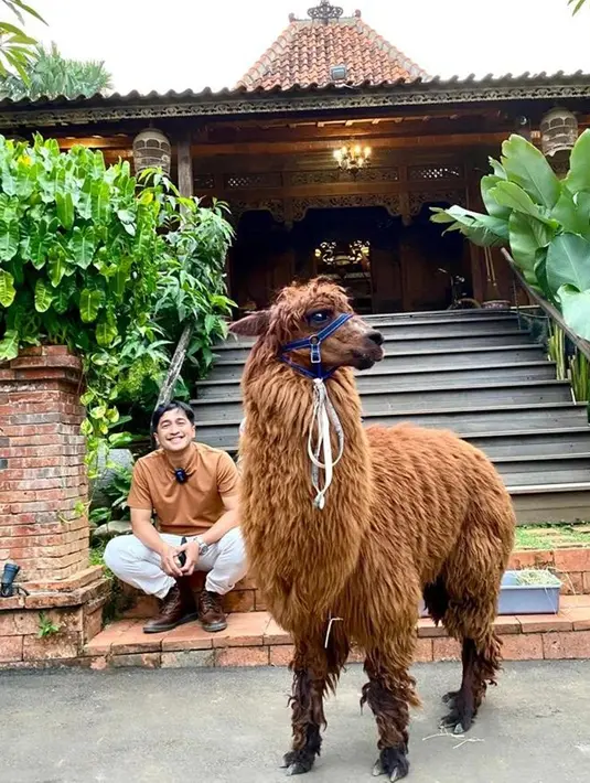 Sama seperti perlakuannya kepada hewan peliharaannya yang lain, Irfan juga sudah menyiapkan tempat khusus untuk Alpaca barunya itu. Ia kerap mengajak Poka untuk bermain di area kebun binatang mini rumahnya. Pembawa acara D'Academy ini juga sudah tampak begitu dekat dengan Poka meski baru dipelihara. (Liputan6.com/IG/@irfanhakim75)
