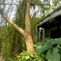 Potret rumah terbengkalai selama 30 tahun (Sumber: YouTube/Sang Penjelajah Amatir)