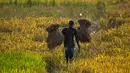 Seorang petani membawa padi yang dipanen di sawah di pinggiran Gauhati, India, Senin (27/5/2019). Lebih dari 70 persen penduduk India yang berjumlah 1,25 miliar terlibat dalam pertanian. (AP Photo/Anupam Nath)