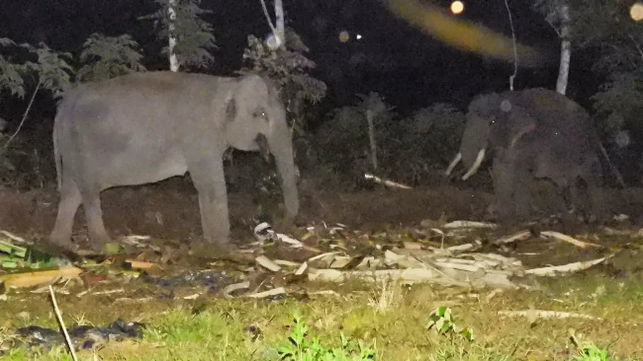 Upaya pemancingan gajah liar dengan gajah latih dari BBKSDA Riau untuk dievakuasi.