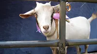 Kelainan Seksual, Pria Ini Bercinta dengan Kambing