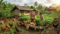 15 Cara Ternak Ayam Kampung Tanpa Membuat Biaya Pakan Membengkak