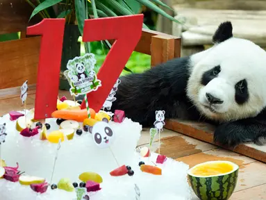 Panda jantan raksasa Xing Xing memeriksa kue es pada hari ulang tahunnya yang ke-17 di Kebun Binatang Nasional, Kuala Lumpur, Malaysia, Rabu (23/8/2023). (AP Photo/Vincent Thian)