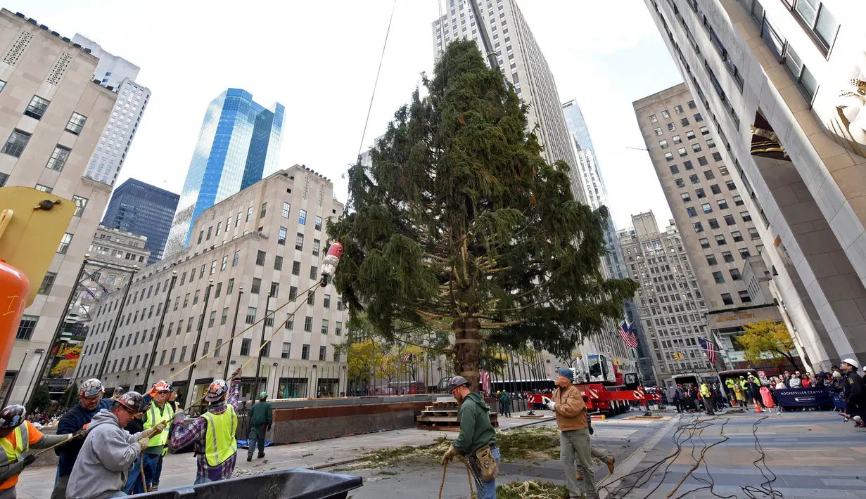 Pekerja menggunakan alat berat untuk menempatkan pohon Natal raksasa di Rockefeller Center, kota New York, Sabtu (10/11). Lampu Pohon Natal The Rockefeller Center akan dinyalakan pada 29 November 2018 mendatang. (AP Photo/Julie Walker)