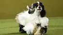 Anjing lucu ini keluar sebagai pemenang dalam acara Crufts Dog Show di Birmingham, Inggris, Minggu (12/3). Crufts Dog Show adalah salah satu kontes anjing terbesar di dunia yang diikuti oleh ribuan anjing. (AFP PHOTO / Justin Tallis)